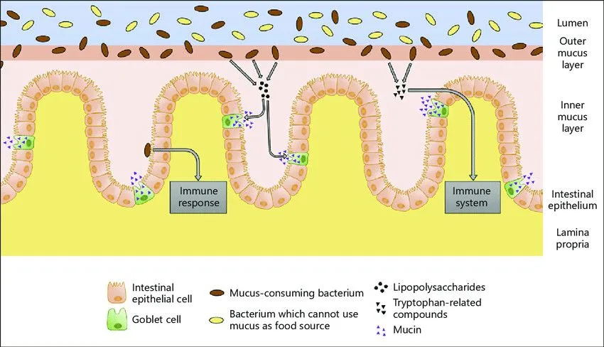 Interactions-between-the-intestinal-mucus-and-the-microbiome-The-intestinal-mucus-layer
