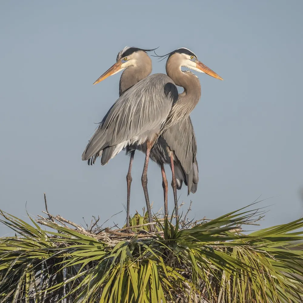 Pair,Of,Great,Blue,Herons,(ardea,Herodias),Perched,On,Their
