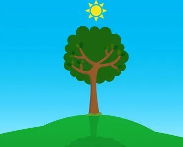 Sun and shadows of a tree during the day