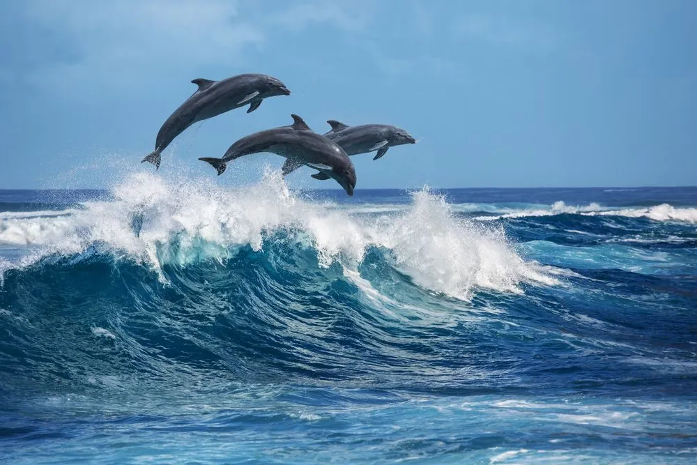 Do Dolphins Like Music?