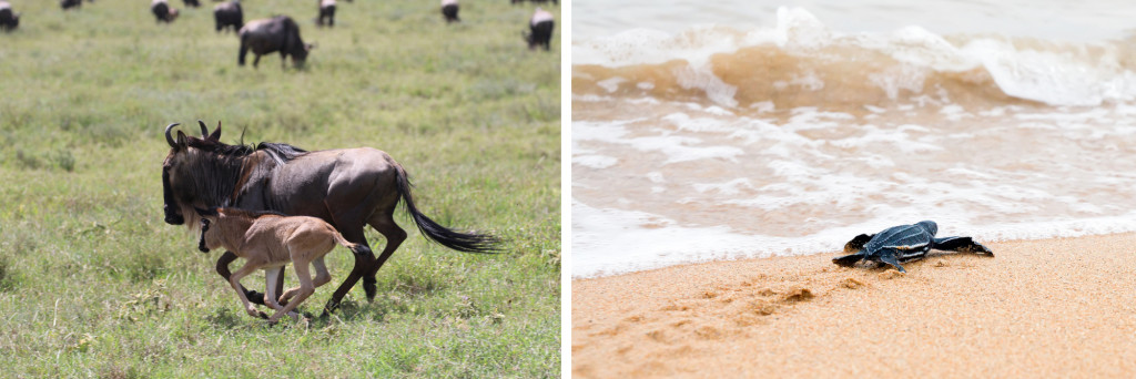 Wildebeest calf & Leatherback sea turtle hatchling