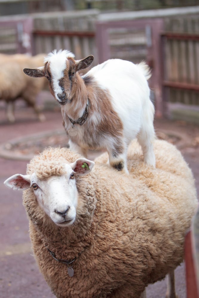 A,Goat,Rose,To,Her,Mother's,Body