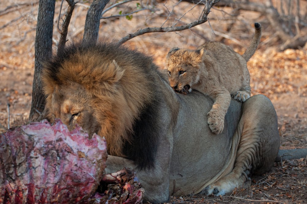 A,Lion,Cub,Taking,Chances,By,Chewing,On,And,Biting