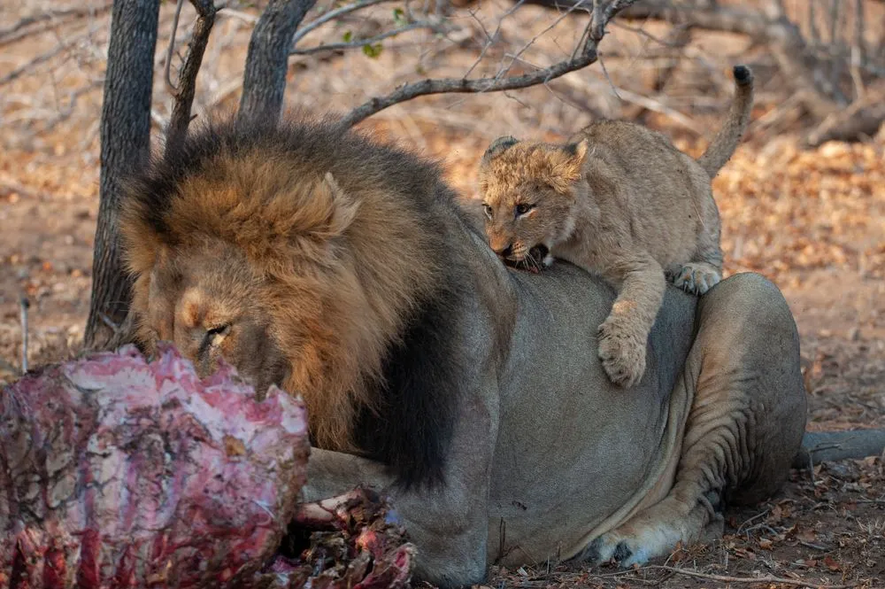 Can A Lion’s Mane Strengthen His Sex Appeal?
