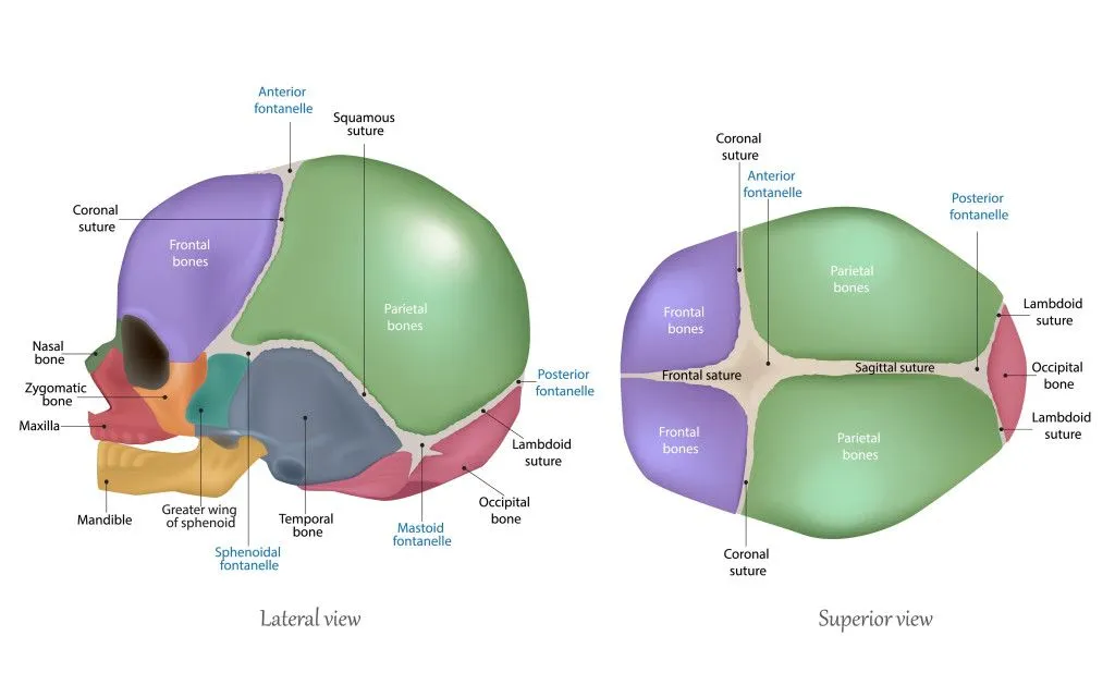 Anatomy of the Newborn Skull. Cranial sutures and Fontanelle