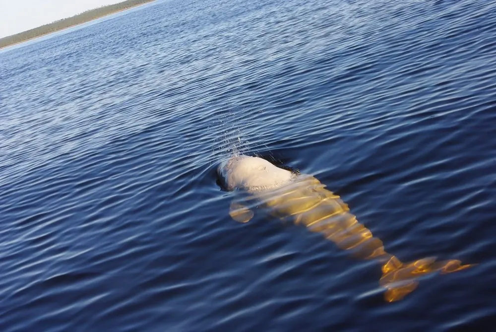 Why Are White Whales White?