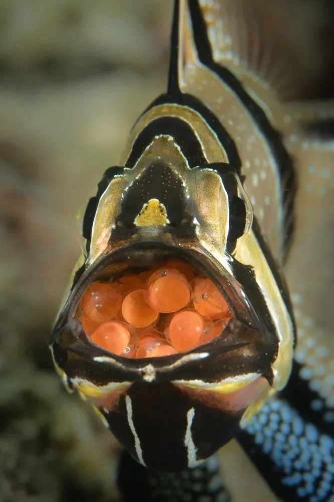 How Do Fish Nurture Their Young In Their Mouths?
