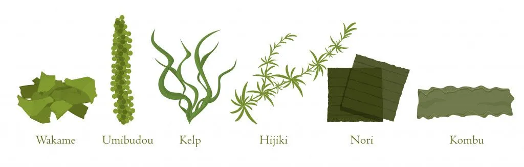 Cartoon seaweed set vector graphic illustration