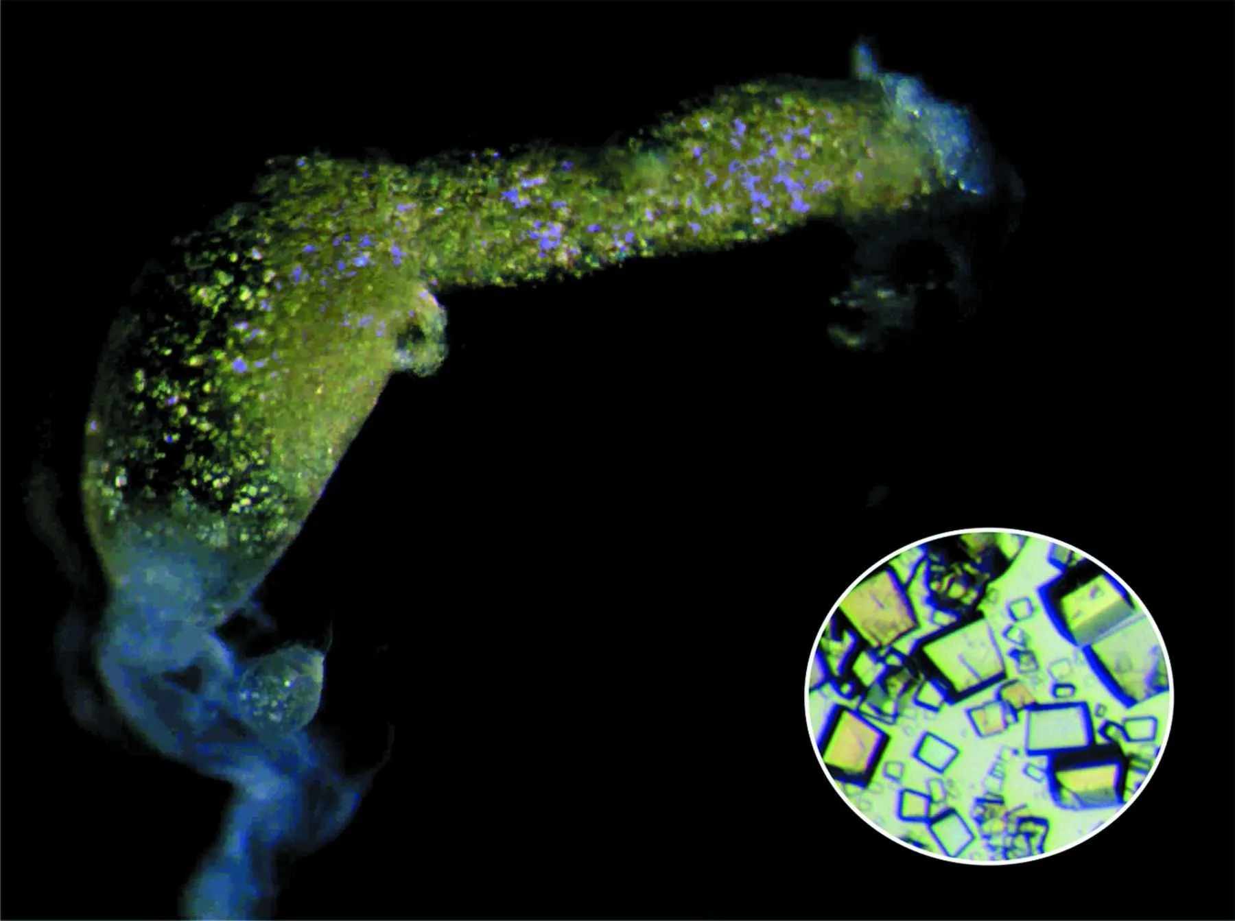 Crystalline milk to the embryos