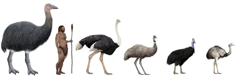Digital,Illustration,Of,Flightless,Large,Birds,Comparation,Vs,Human