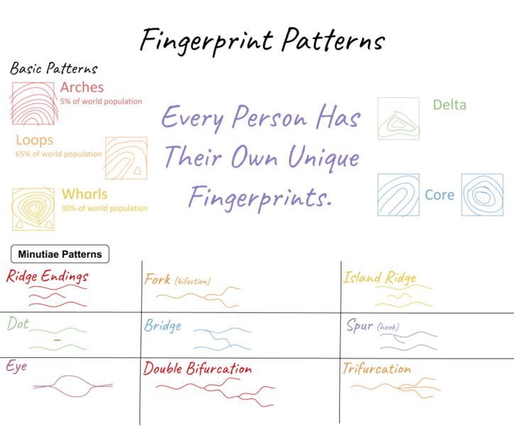 Fingerprint Patterns and Minutiae Patterns