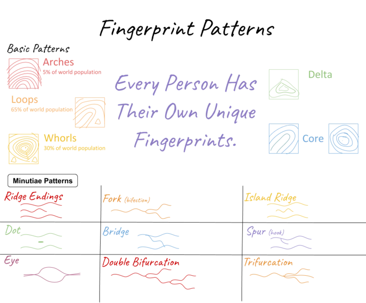 Fingerprint Patterns and Minutiae Patterns