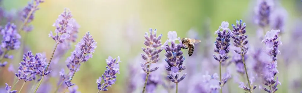 Honey,Bee,Pollinates,Lavender,Flowers.,Plant,Decay,With,Insects.,,Sunny