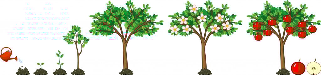 Life cycle of apple tree
