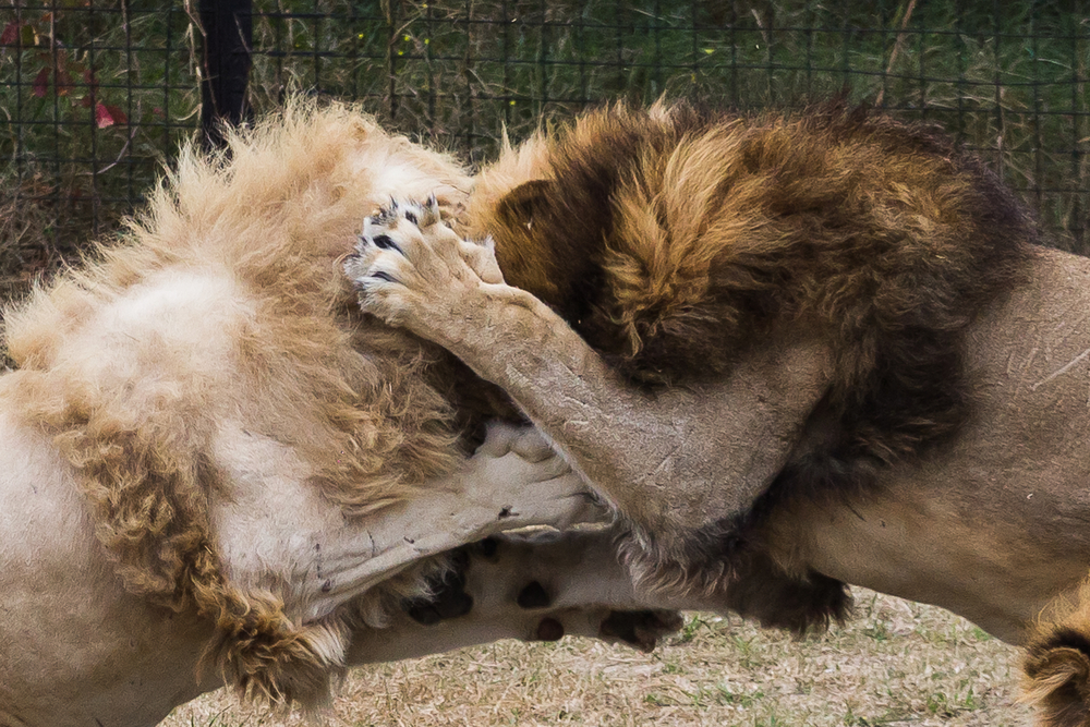 Lions,Fight,,Divide,Territory