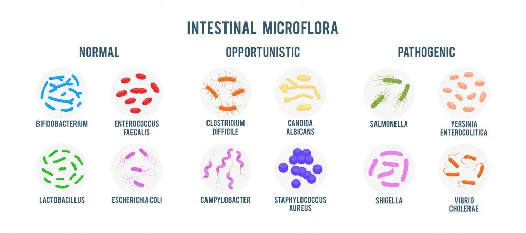 Realistic flat vector illustration of small and large intestine