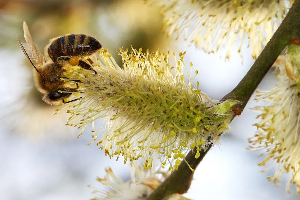 Can Bees Get Drunk?