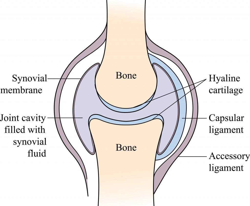 Synovial joint Skeletal system synovial joint structure and anatomy