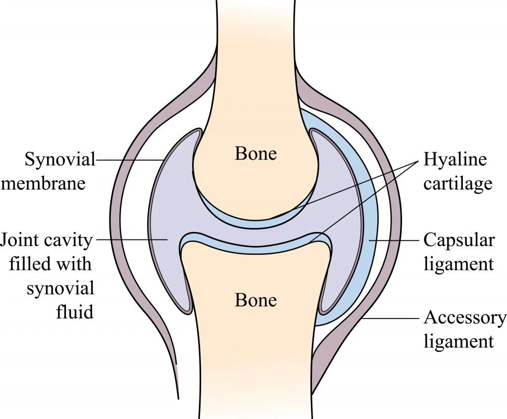 Synovial joint Skeletal system synovial joint structure and anatomy