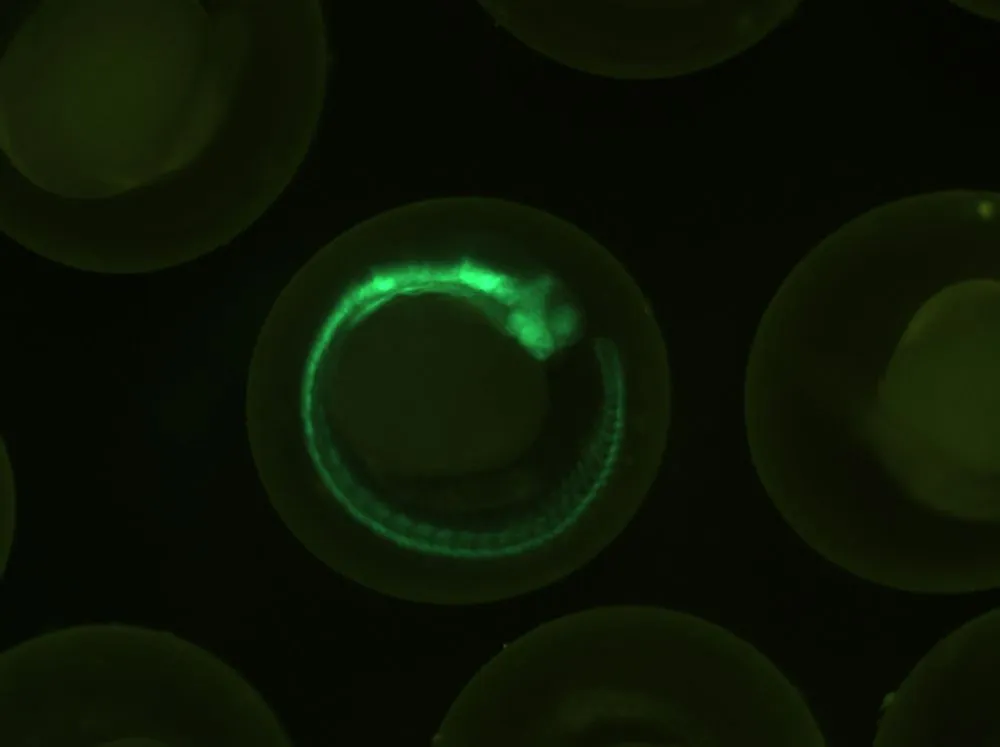 Transgenic,Zebrafish,,Gfp