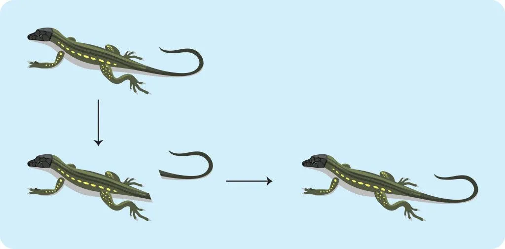How Do Different Animals Grow Back Limbs? (And Why Can’t We)?