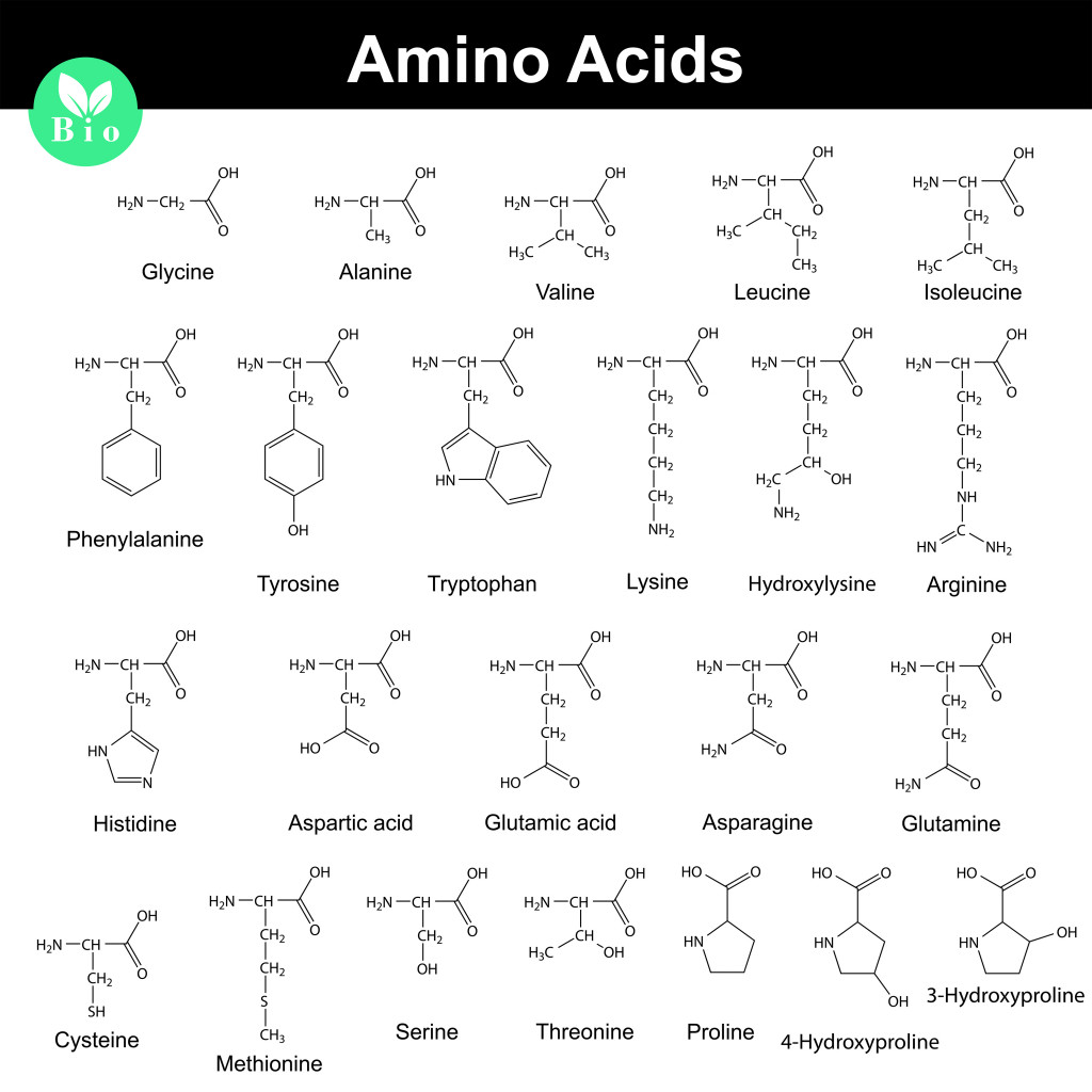 Biogenic amino acids, molecular structures