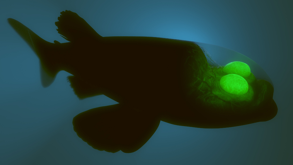 Deep,Sea,Barreleye,Fish,3d,Rendered