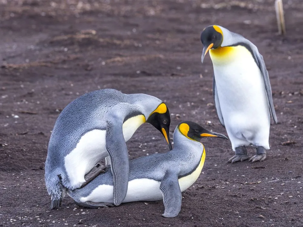 Why Do Penguins Cheat On Their Partners?