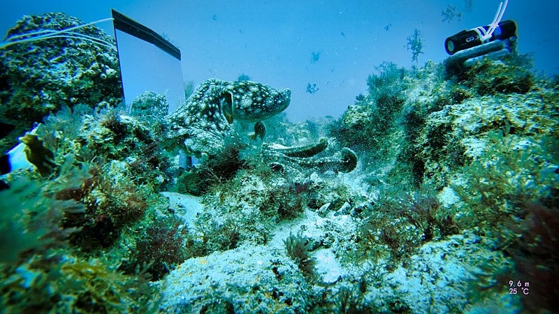 Mirror Test on Octopus vulgaris