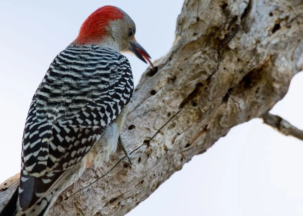 Woodpeckers Can Peck At Wood 20 Times Per Second... How Do They Avoid Getting A Concussion?