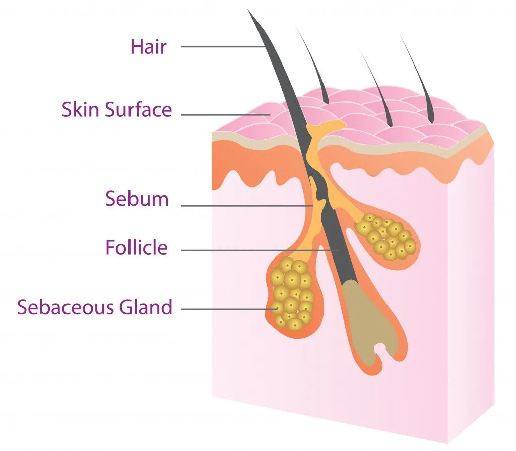 Structures of the Dermis