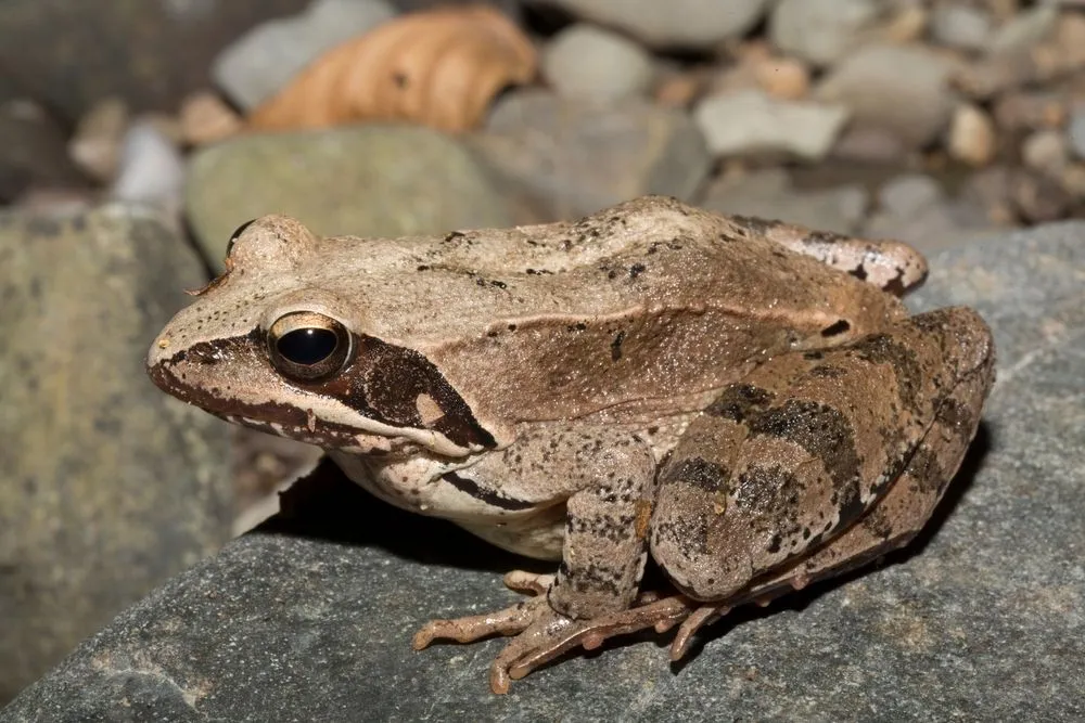 Will Frogs Be One Of The First Animals To Go Extinct?