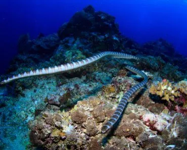 Underwater,Image,Of,Two,Poisonous,Sea,Snakes,Swimming,Towards,The