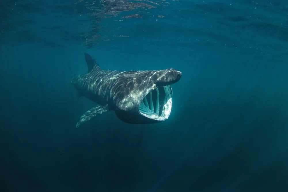 Basking,Shark,,Cetorhinus,Maximus,,Coll,Island,,Scotland
