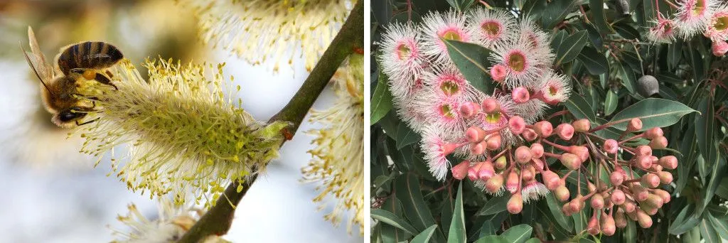 bees