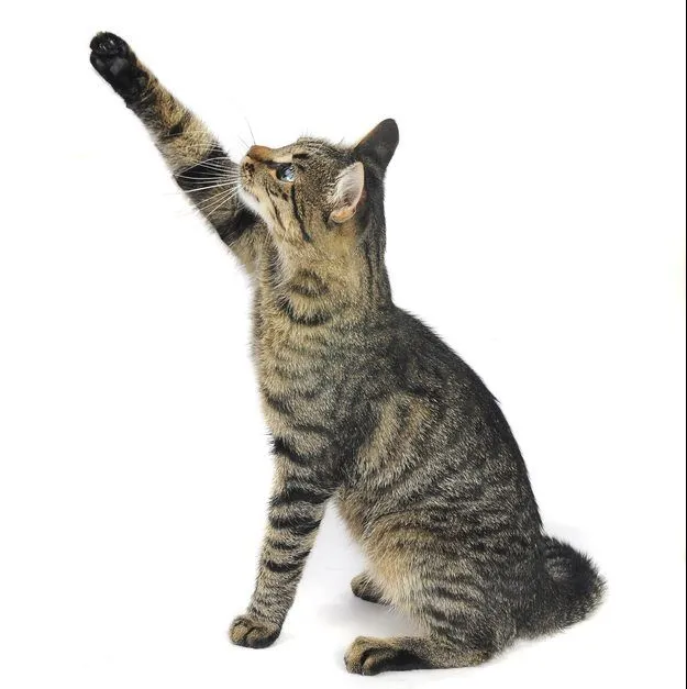 Cat,With,The,Lifted,Paw