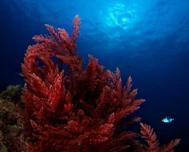 Asparagopsis,Algae,And,Sun,,Underwater,Image.