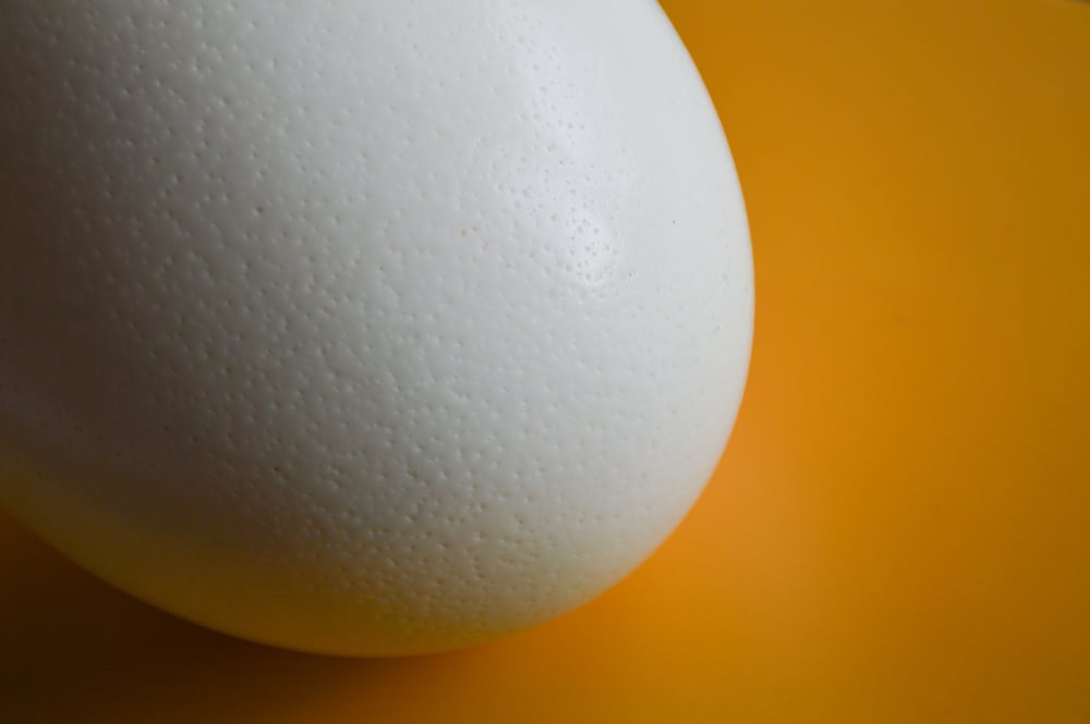 Big,Ostrich,Egg