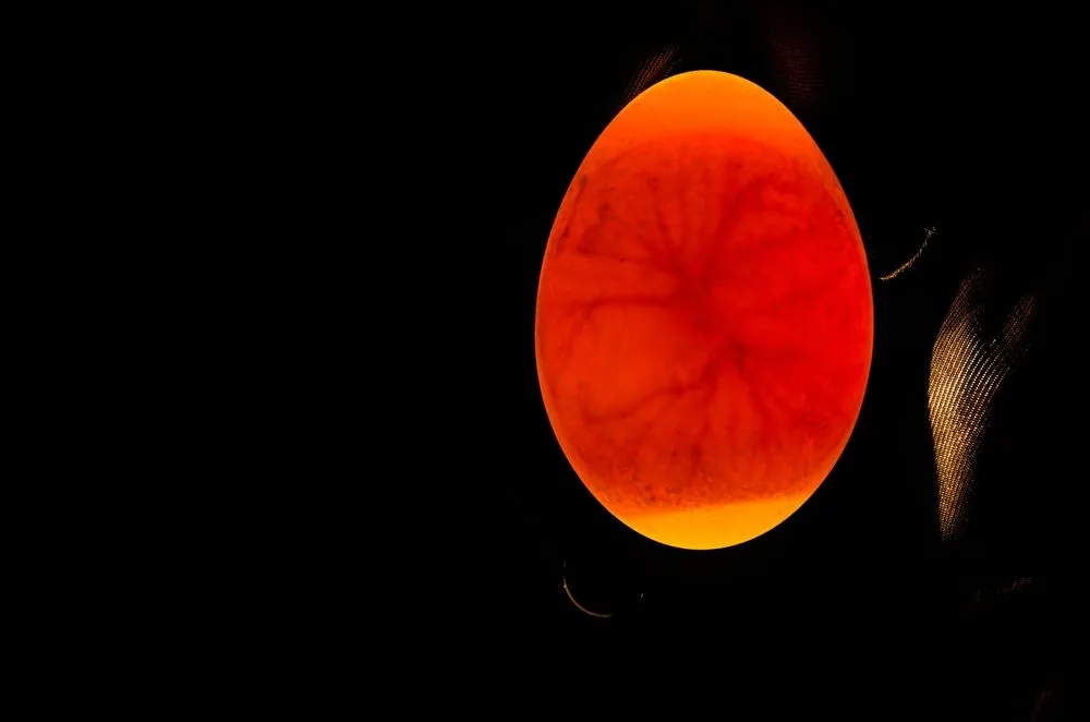 Eggs,Are,Candled,To,Observe,The,Development,Of,The,Embryo.