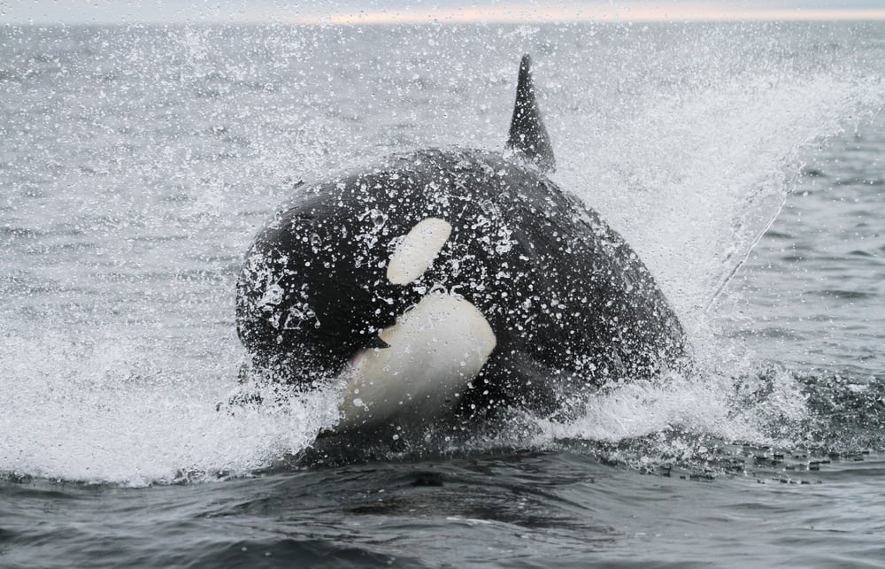 Killer,Whale,Hunting,Salmon