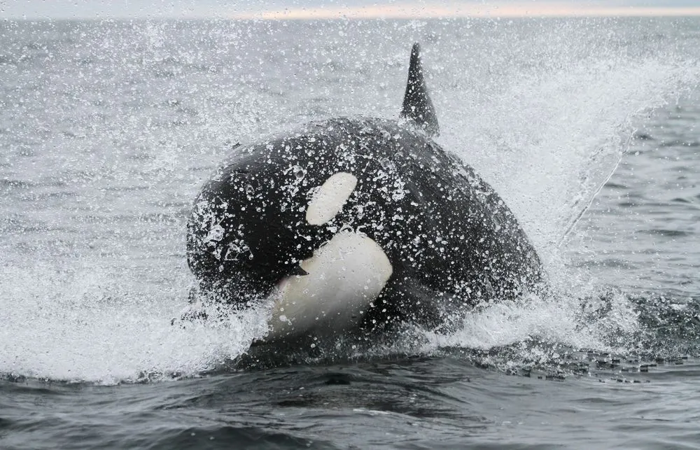 Killer,Whale,Hunting,Salmon