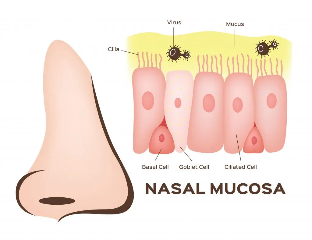 Nasal mucosa cells in nose vector