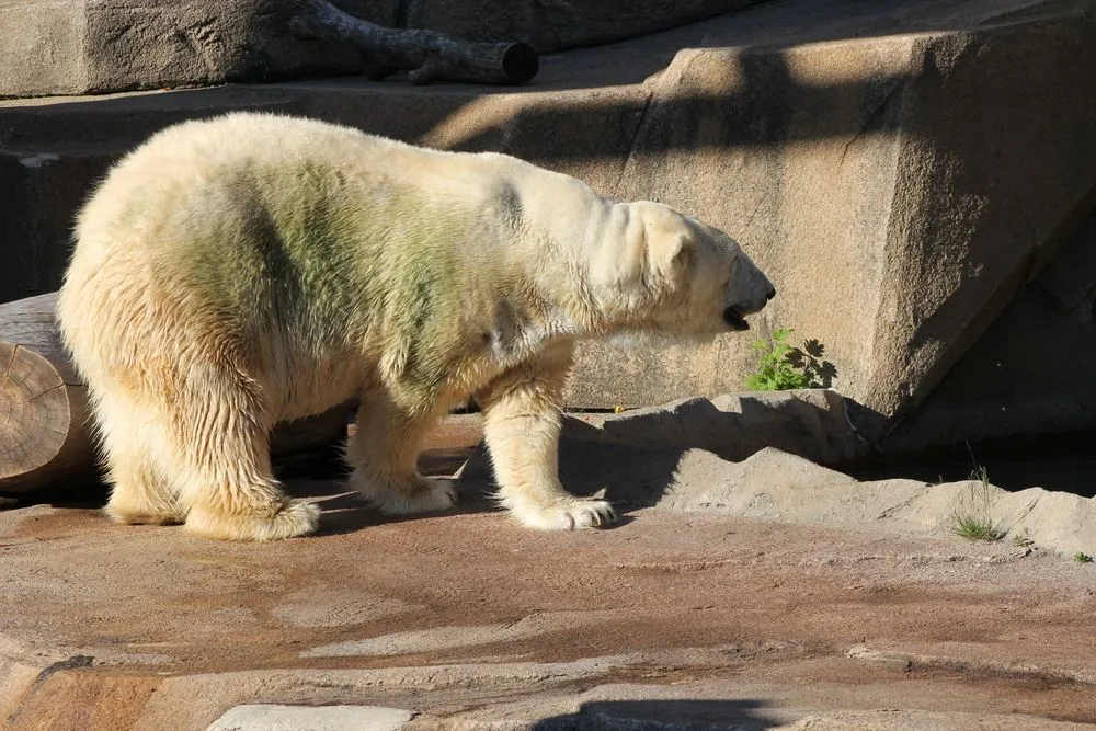 Polar,Bear,At,Zoo,Walking,Right