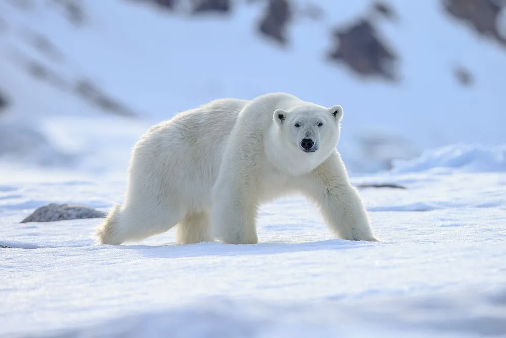 What's The Real Color Of A Polar Bear's Fur? (Hint: It’s Not White)