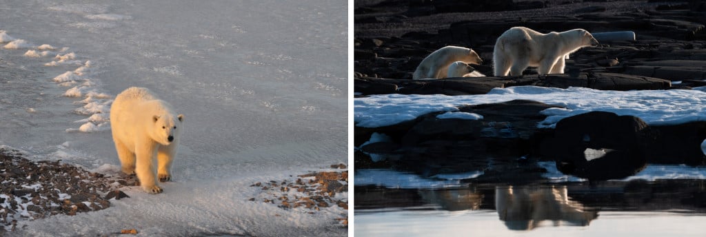 A Polar bear’s fur can vary in colour depending on the environment and lighting conditions
