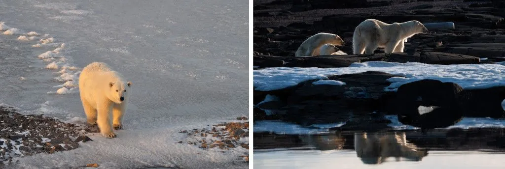 A Polar bear’s fur can vary in colour depending on the environment and lighting conditions