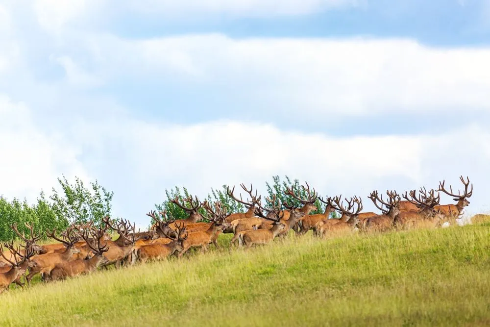Red,Deer,Group,Running,In,Summer.,Summer,Landscape,With,Herd