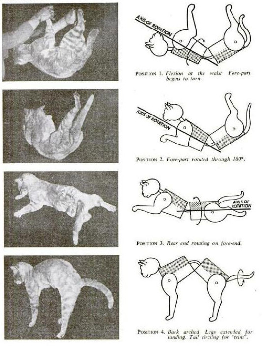 The cat first rotates its front half by contracting front legs and then realigns the hind part by contracting hind legs and turning the body to eventually face the ground