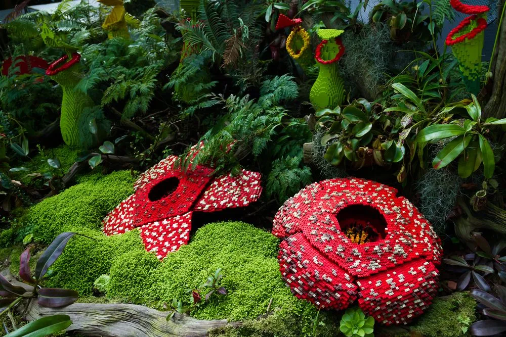 What Is A Corpse Lily And Why Is It The Largest, Stinkiest Flower In The World?