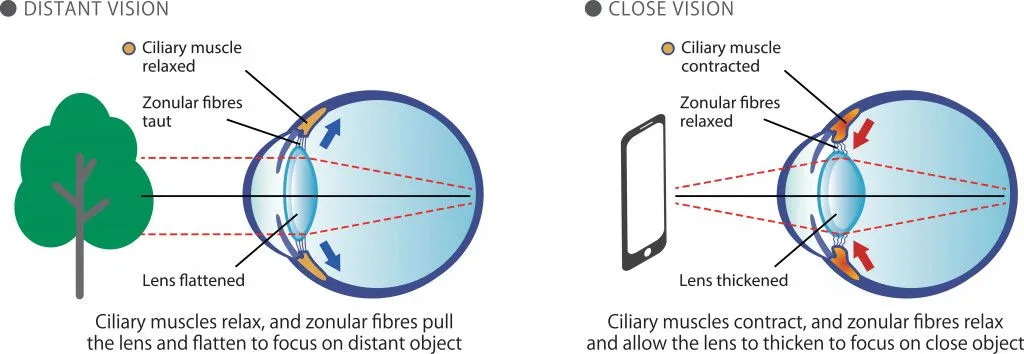 Distant close vision illustration explaining how eyes focus on farclose objects